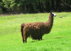Llama