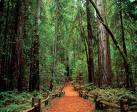 Redwoods